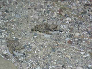 06060001.jpg (23760 Byte)