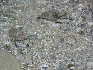 06060002.jpg (22852 Byte)