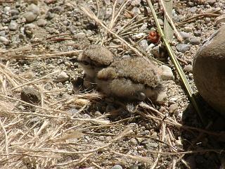 06090011.jpg (30131 Byte)