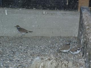 06250034.jpg (16065 Byte)