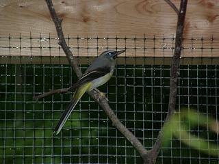 Gebirgs02.jpg (17450 Byte)