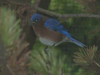 06040031.jpg (9012 Byte)