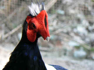 P1000262.jpg (94517 Byte)