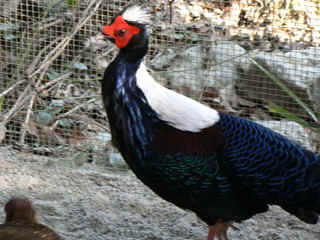 P1000267.jpg (137206 Byte)