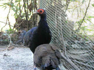 P1000284.jpg (152471 Byte)