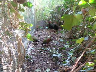 P1010585.jpg (168455 Byte)