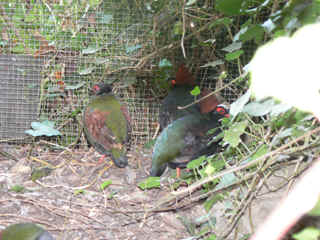 P1010638.jpg (148307 Byte)