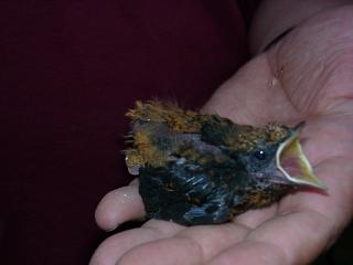 07130003.JPG (69480 Byte)