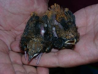 07130005.JPG (86077 Byte)