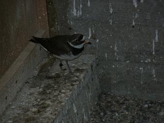 06040034.jpg (12119 Byte)