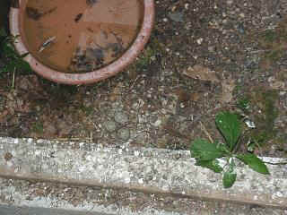 06040002.jpg (22719 Byte)