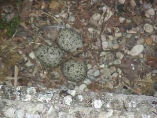 06040003.jpg (20278 Byte)