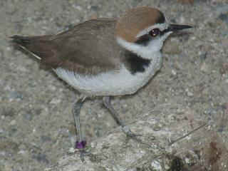 06040030.jpg (14468 Byte)