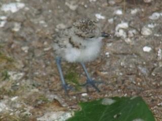 06110002.jpg (13379 Byte)