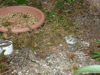 06110004.jpg (25911 Byte)