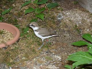 06110005.jpg (25130 Byte)