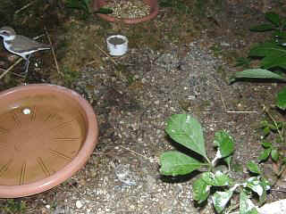 06110007.jpg (23893 Byte)