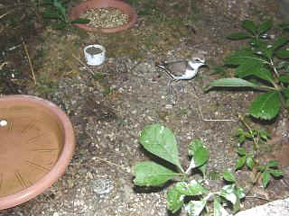 06110008.jpg (23559 Byte)