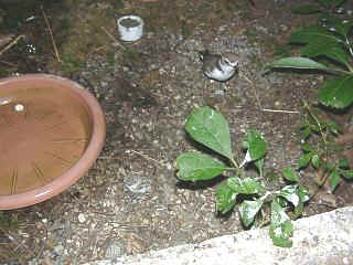 06110009.jpg (23537 Byte)