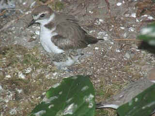 06110010.jpg (19933 Byte)