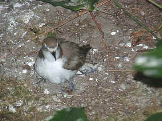 06110011.jpg (21585 Byte)