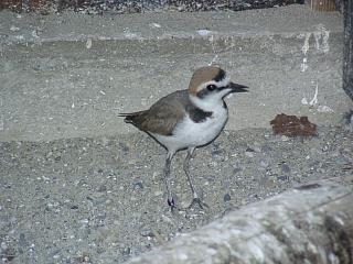 06250035.jpg (19696 Byte)