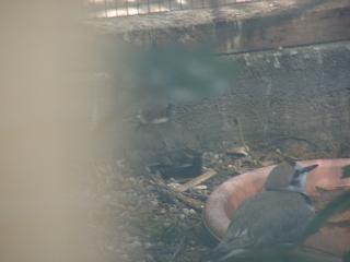 06090004.jpg (8223 Byte)