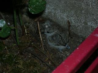 06250036.jpg (13397 Byte)