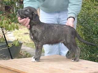 03170013.jpg (19886 Byte)