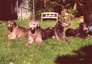 rudel.jpg (13749 Byte)