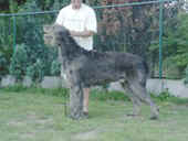 raven.jpg (3794 Byte)