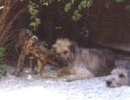 rudel.jpg (10080 Byte)