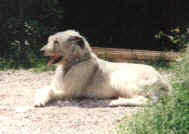 Klicken Sie hier fr mehr Informationen ber Sweety/Click here for more information